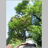 Ailanthus altissima.JPG